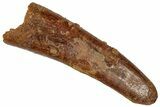 Fossil Pterosaur (Siroccopteryx) Tooth - Morocco #332535-1